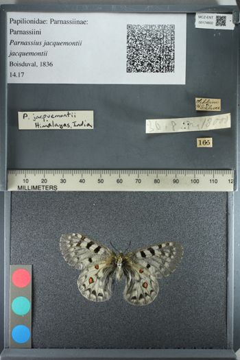 Media type: image;   Entomology 174602